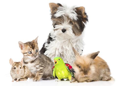 Covid-19 tests given to cats, dogs, dolphins and more animal species by US scientists - RedSky Medical